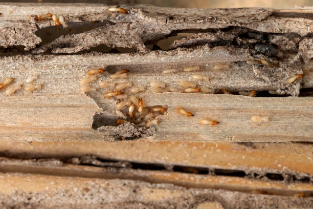 Best Best Pest Control Companies  in Wyoming, PA