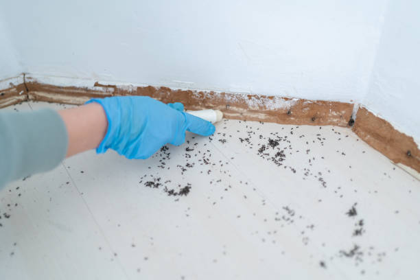 Best Local Pest Control Services  in Wyoming, PA